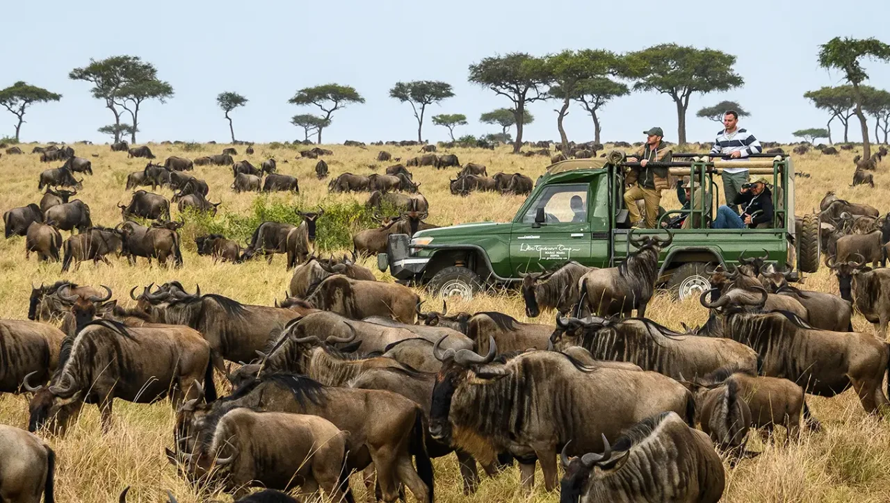 wildebeest migration 1 1